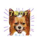いぶぅクン_1（個別スタンプ：5）