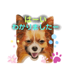 いぶぅクン_1（個別スタンプ：6）