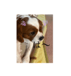 イッヌ ネッコ 好きの飼い主（個別スタンプ：1）