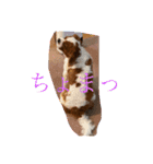 イッヌ ネッコ 好きの飼い主（個別スタンプ：3）