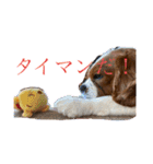 イッヌ ネッコ 好きの飼い主（個別スタンプ：7）