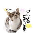 多頭飼育崩壊レスキューにゃんずvol.1（個別スタンプ：1）