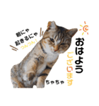 多頭飼育崩壊レスキューにゃんずvol.1（個別スタンプ：2）