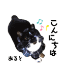 多頭飼育崩壊レスキューにゃんずvol.1（個別スタンプ：3）
