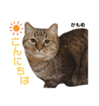 多頭飼育崩壊レスキューにゃんずvol.1（個別スタンプ：4）