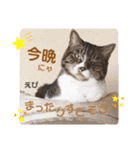 多頭飼育崩壊レスキューにゃんずvol.1（個別スタンプ：5）