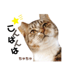 多頭飼育崩壊レスキューにゃんずvol.1（個別スタンプ：6）