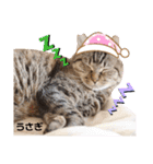 多頭飼育崩壊レスキューにゃんずvol.1（個別スタンプ：7）