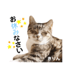 多頭飼育崩壊レスキューにゃんずvol.1（個別スタンプ：8）