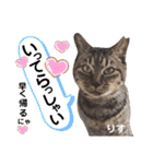 多頭飼育崩壊レスキューにゃんずvol.1（個別スタンプ：9）