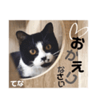 多頭飼育崩壊レスキューにゃんずvol.1（個別スタンプ：10）