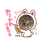 多頭飼育崩壊レスキューにゃんずvol.1（個別スタンプ：12）