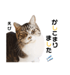 多頭飼育崩壊レスキューにゃんずvol.1（個別スタンプ：13）