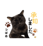多頭飼育崩壊レスキューにゃんずvol.1（個別スタンプ：14）