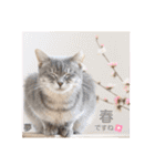 多頭飼育崩壊レスキューにゃんずvol.1（個別スタンプ：16）