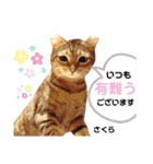 多頭飼育崩壊レスキューにゃんずvol.1（個別スタンプ：17）