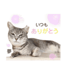 多頭飼育崩壊レスキューにゃんずvol.1（個別スタンプ：19）