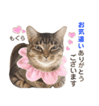 多頭飼育崩壊レスキューにゃんずvol.1（個別スタンプ：20）