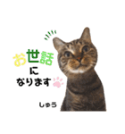多頭飼育崩壊レスキューにゃんずvol.1（個別スタンプ：21）