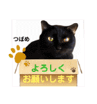 多頭飼育崩壊レスキューにゃんずvol.1（個別スタンプ：22）