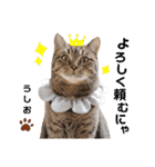 多頭飼育崩壊レスキューにゃんずvol.1（個別スタンプ：23）