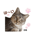 多頭飼育崩壊レスキューにゃんずvol.1（個別スタンプ：25）