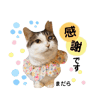 多頭飼育崩壊レスキューにゃんずvol.1（個別スタンプ：26）