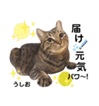 多頭飼育崩壊レスキューにゃんずvol.1（個別スタンプ：28）
