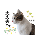 多頭飼育崩壊レスキューにゃんずvol.1（個別スタンプ：29）