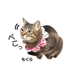 多頭飼育崩壊レスキューにゃんずvol.1（個別スタンプ：30）