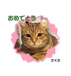 多頭飼育崩壊レスキューにゃんずvol.1（個別スタンプ：33）