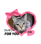 多頭飼育崩壊レスキューにゃんずvol.1（個別スタンプ：34）
