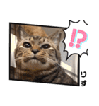 多頭飼育崩壊レスキューにゃんずvol.1（個別スタンプ：36）