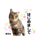 多頭飼育崩壊レスキューにゃんずvol.1（個別スタンプ：37）