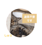 多頭飼育崩壊レスキューにゃんずvol.1（個別スタンプ：40）