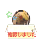 インコちゃんスタンプ(お仕事用)（個別スタンプ：2）