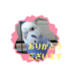 インコちゃんスタンプ(お仕事用)（個別スタンプ：5）