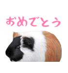 ほほえみフレンズ モルモットがいっぱい！（個別スタンプ：13）