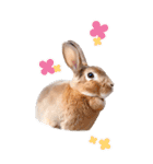 可愛いウサギ写真♪毎日使えるBIGスタンプ（個別スタンプ：3）