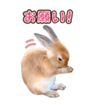可愛いウサギ写真♪毎日使えるBIGスタンプ（個別スタンプ：8）