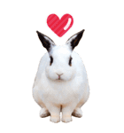 可愛いウサギ写真♪毎日使えるBIGスタンプ（個別スタンプ：22）