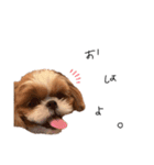 シーズーぽろんすたんぷ（個別スタンプ：1）