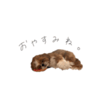 シーズーぽろんすたんぷ（個別スタンプ：2）