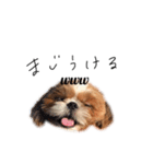 シーズーぽろんすたんぷ（個別スタンプ：4）