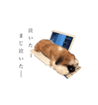 シーズーぽろんすたんぷ（個別スタンプ：18）
