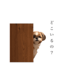 シーズーぽろんすたんぷ（個別スタンプ：19）