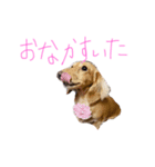 ♡〜ペットの日常会話〜♡（個別スタンプ：2）