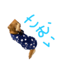 ♡〜ペットの日常会話〜♡（個別スタンプ：6）