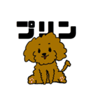 かわいい トイプードル プリン先生（個別スタンプ：1）