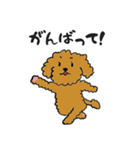かわいい トイプードル プリン先生（個別スタンプ：4）